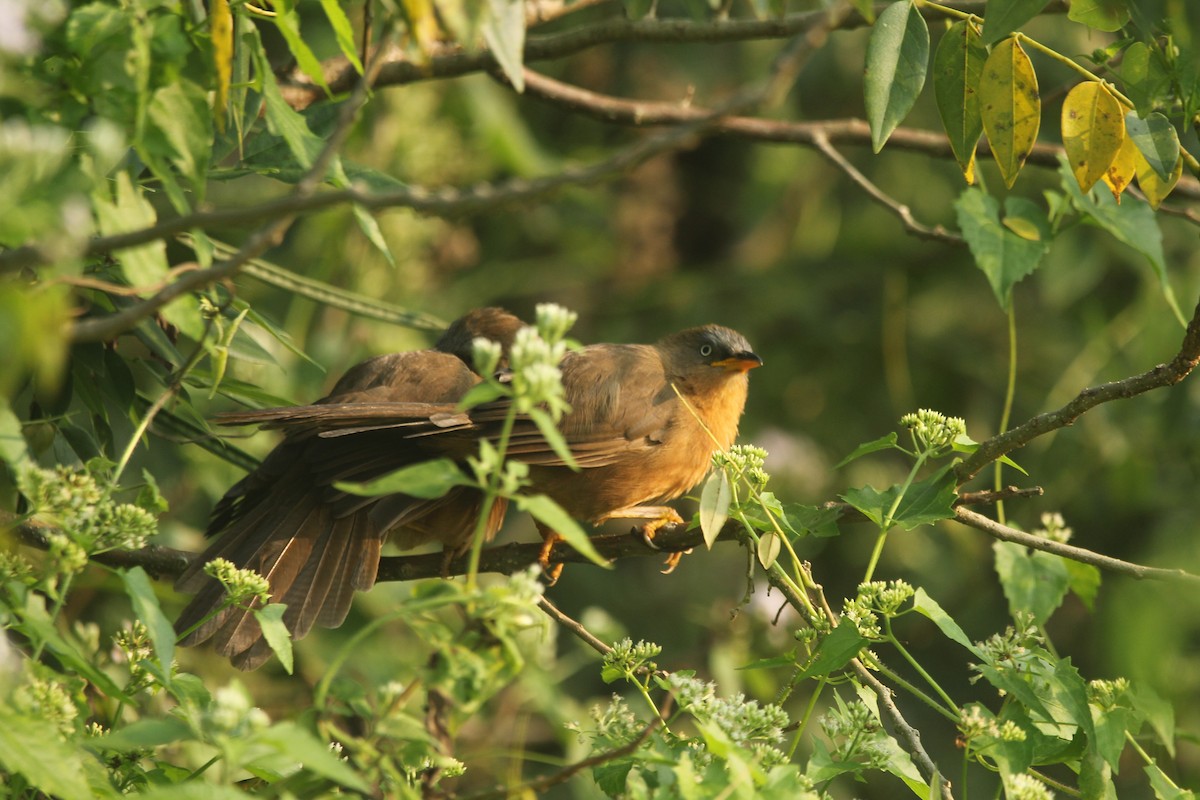 Rufous Babbler - ML627457807