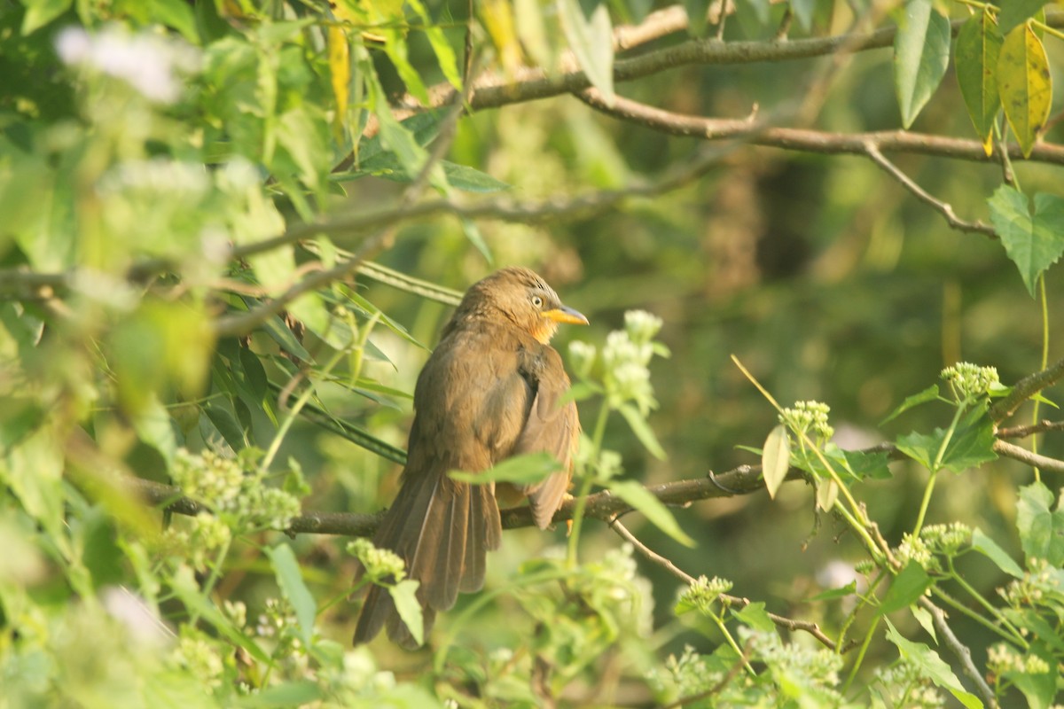 Rufous Babbler - ML627457808