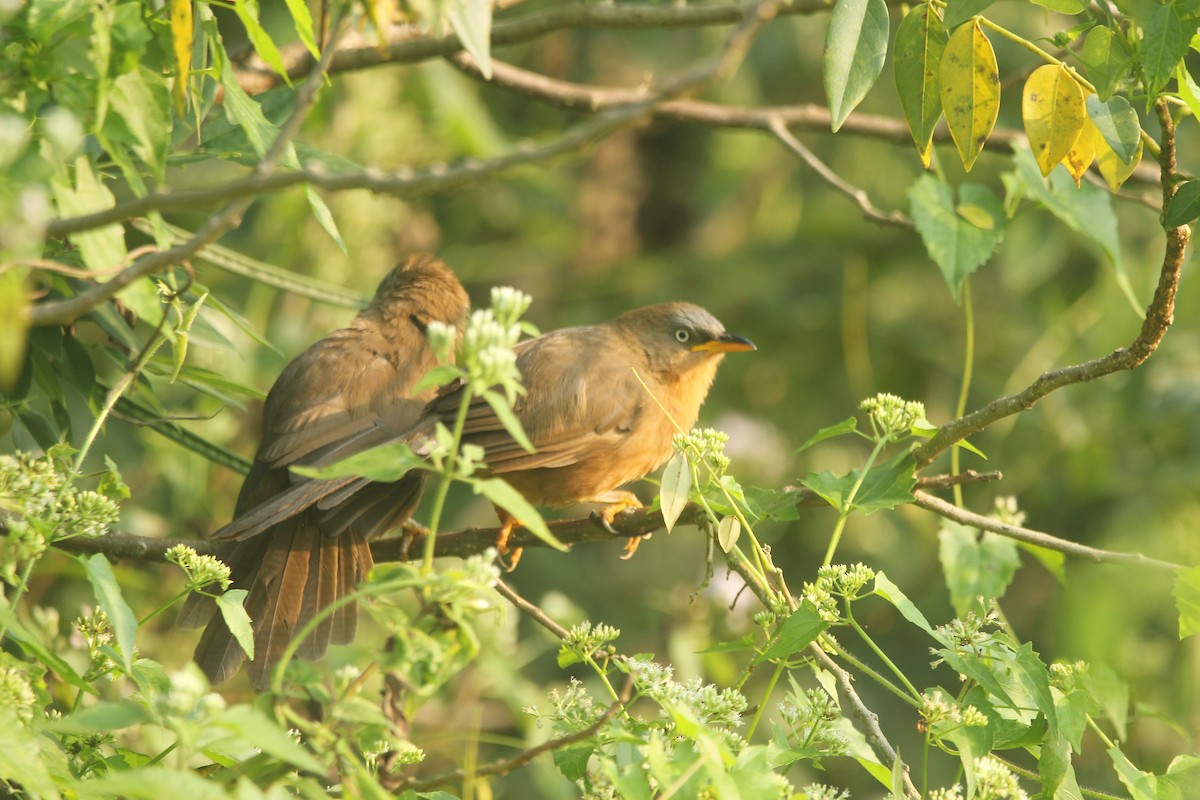 Rufous Babbler - ML627457809