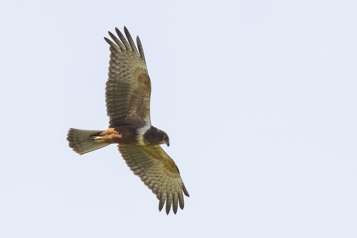 African Marsh Harrier - ML627457828