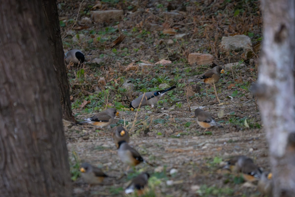 Japanese Grosbeak - ML627457941