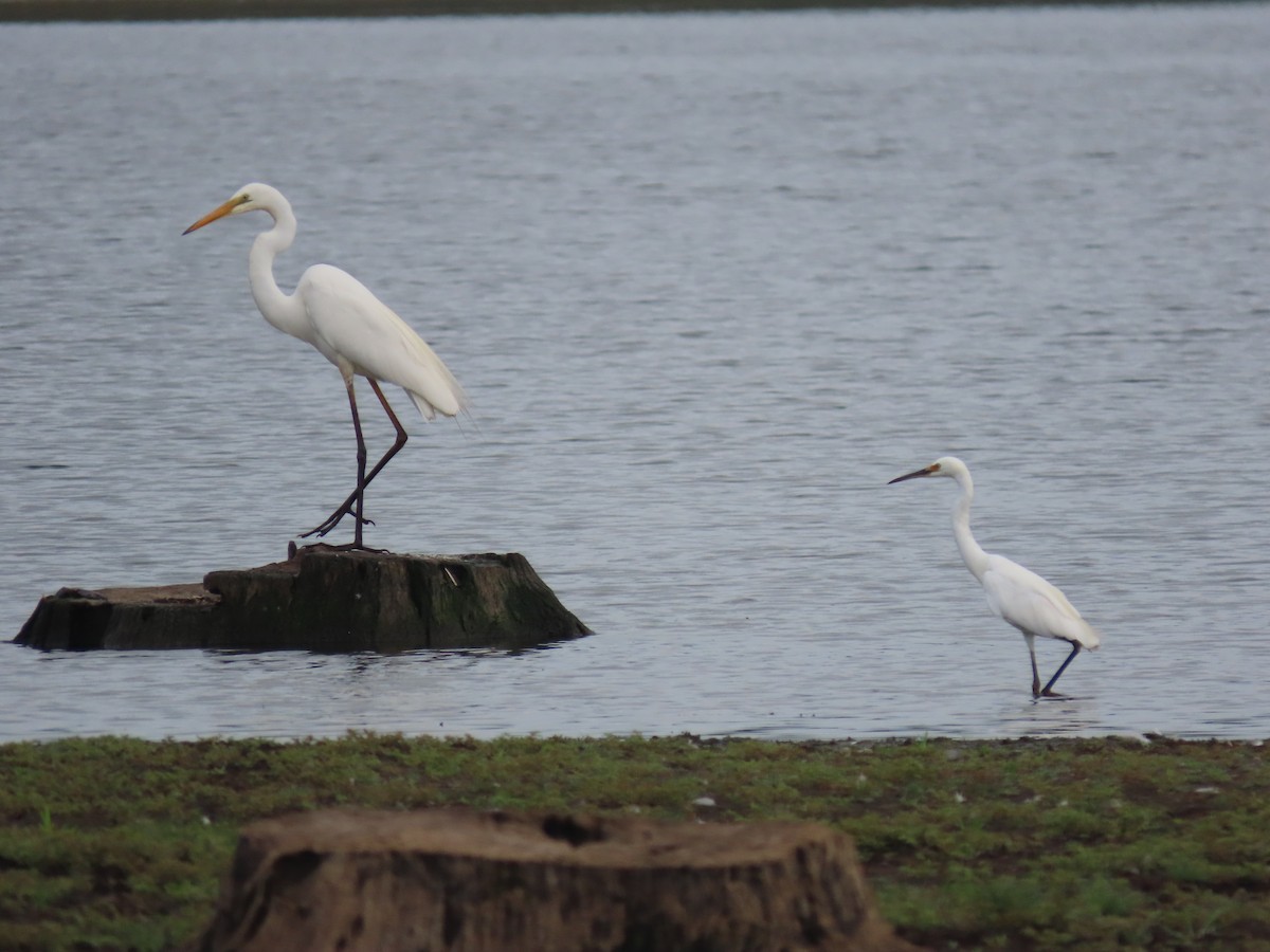 Grande Aigrette - ML627457961
