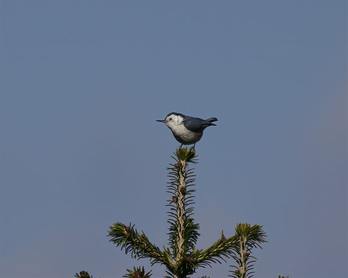 White-cheeked Nuthatch - ML627458032
