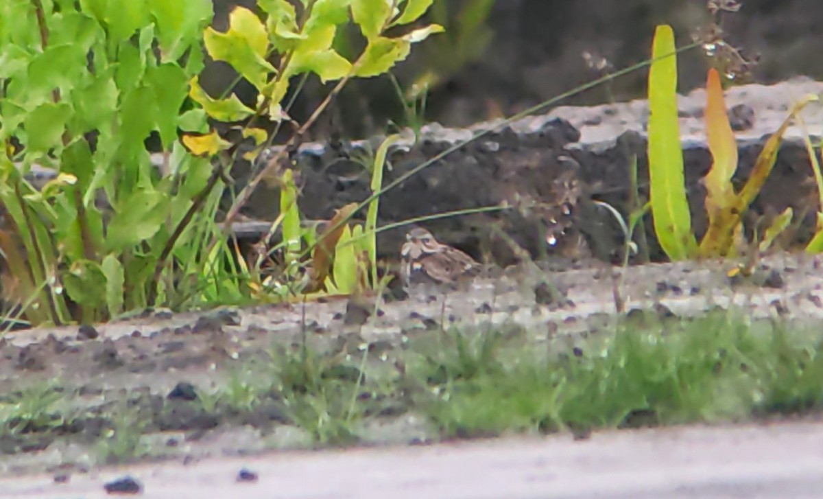 Red-throated Pipit - ML627458084