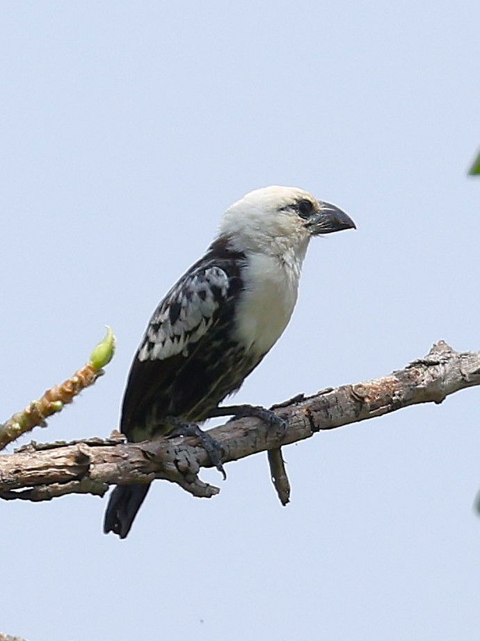 Weißkopf-Bartvogel [leucocephalus-Gruppe] - ML627458088