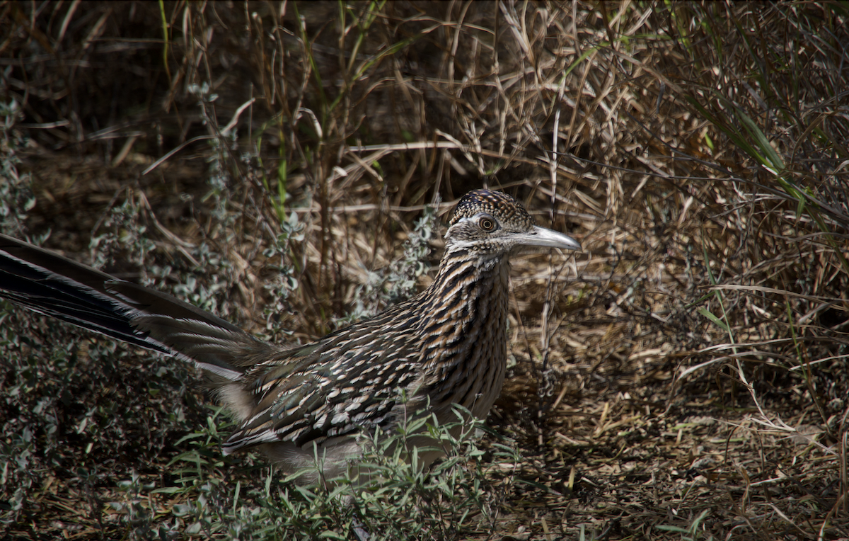 Greater Roadrunner - ML627458497