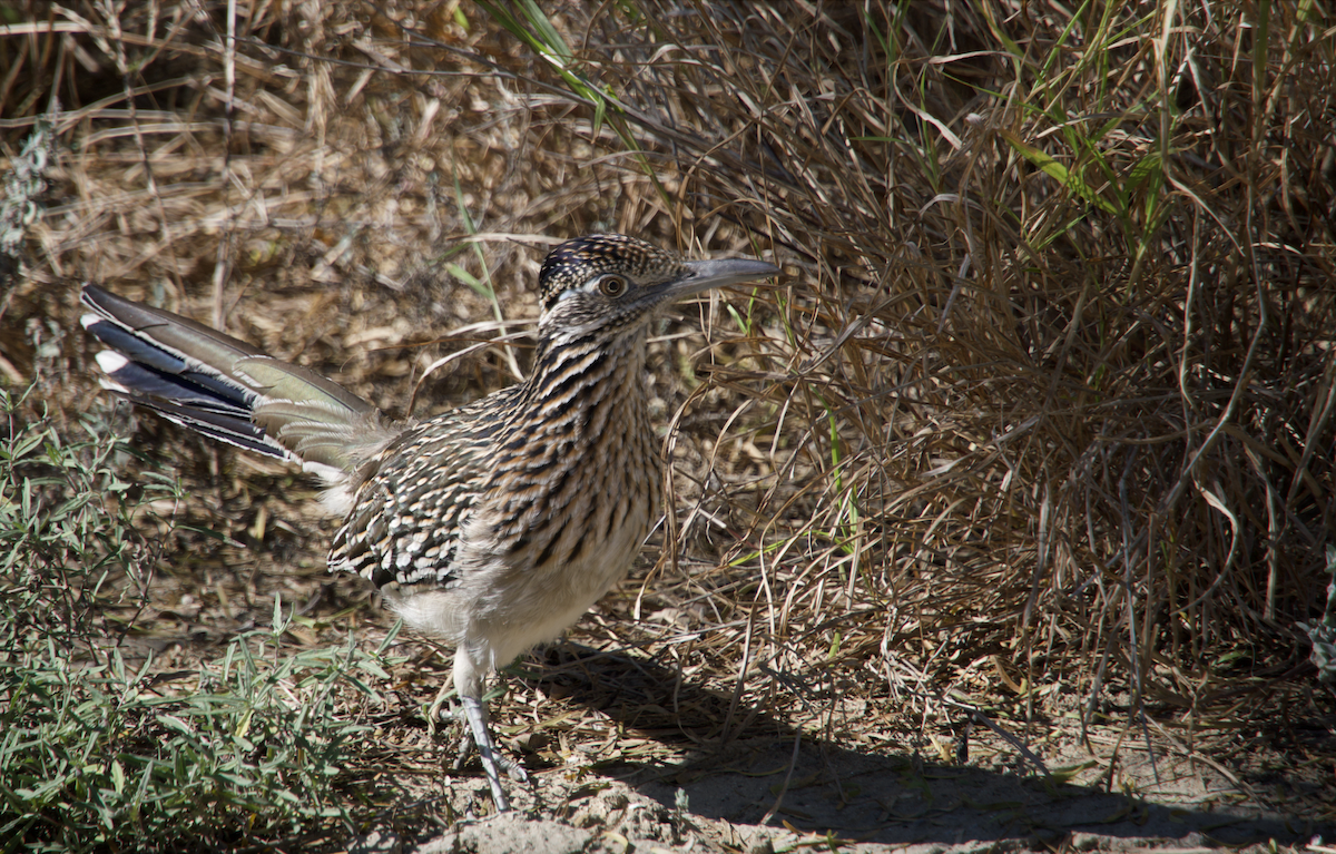 Greater Roadrunner - ML627458498