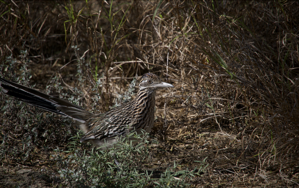 Greater Roadrunner - ML627458499