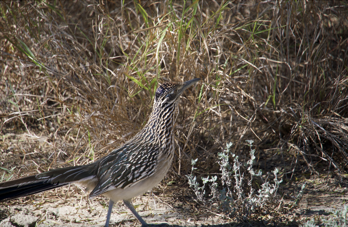 Greater Roadrunner - ML627458500