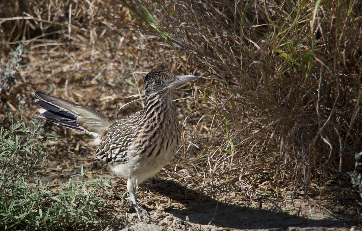 Greater Roadrunner - ML627458501