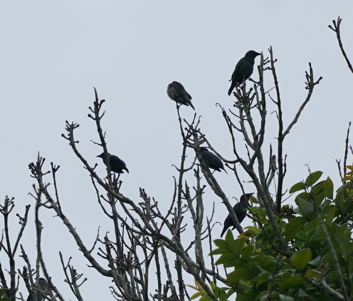 Asian Glossy Starling - ML627458620