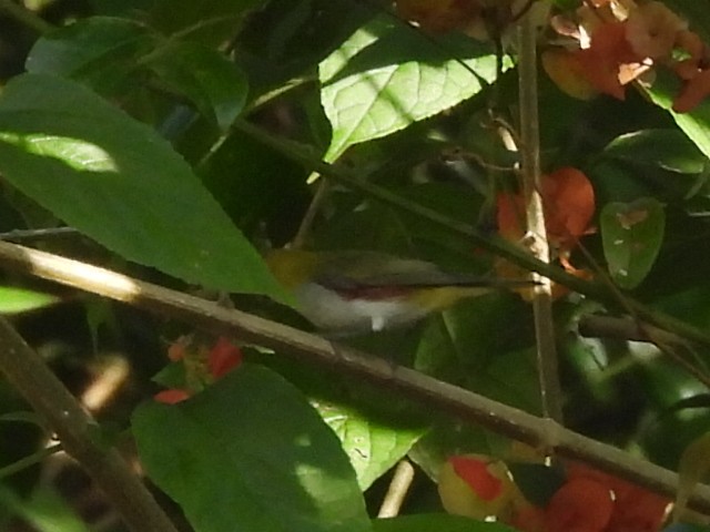 Chestnut-flanked White-eye - ML627458831