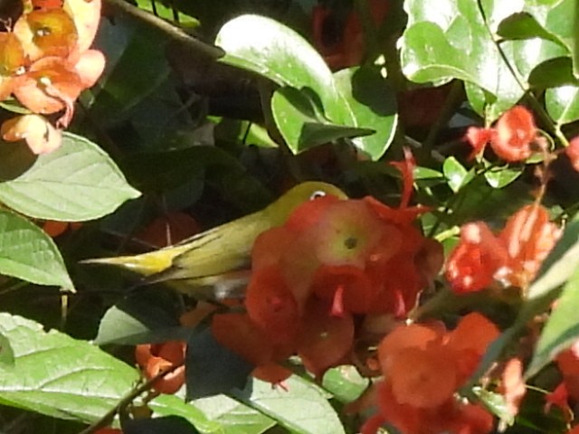 Chestnut-flanked White-eye - ML627458832