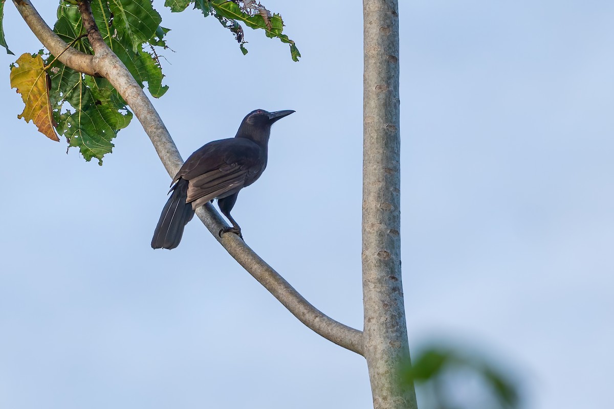 Halmahera Paradise-crow - ML627458893