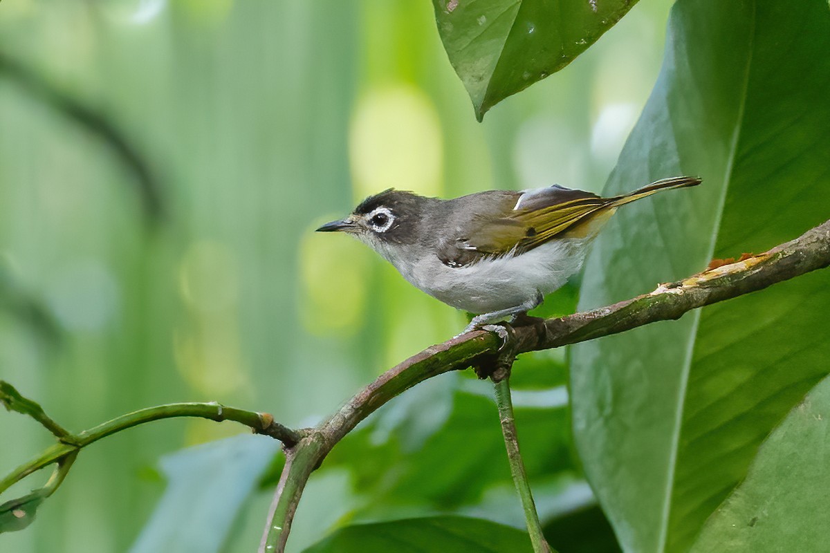 Morotai White-eye - ML627458950