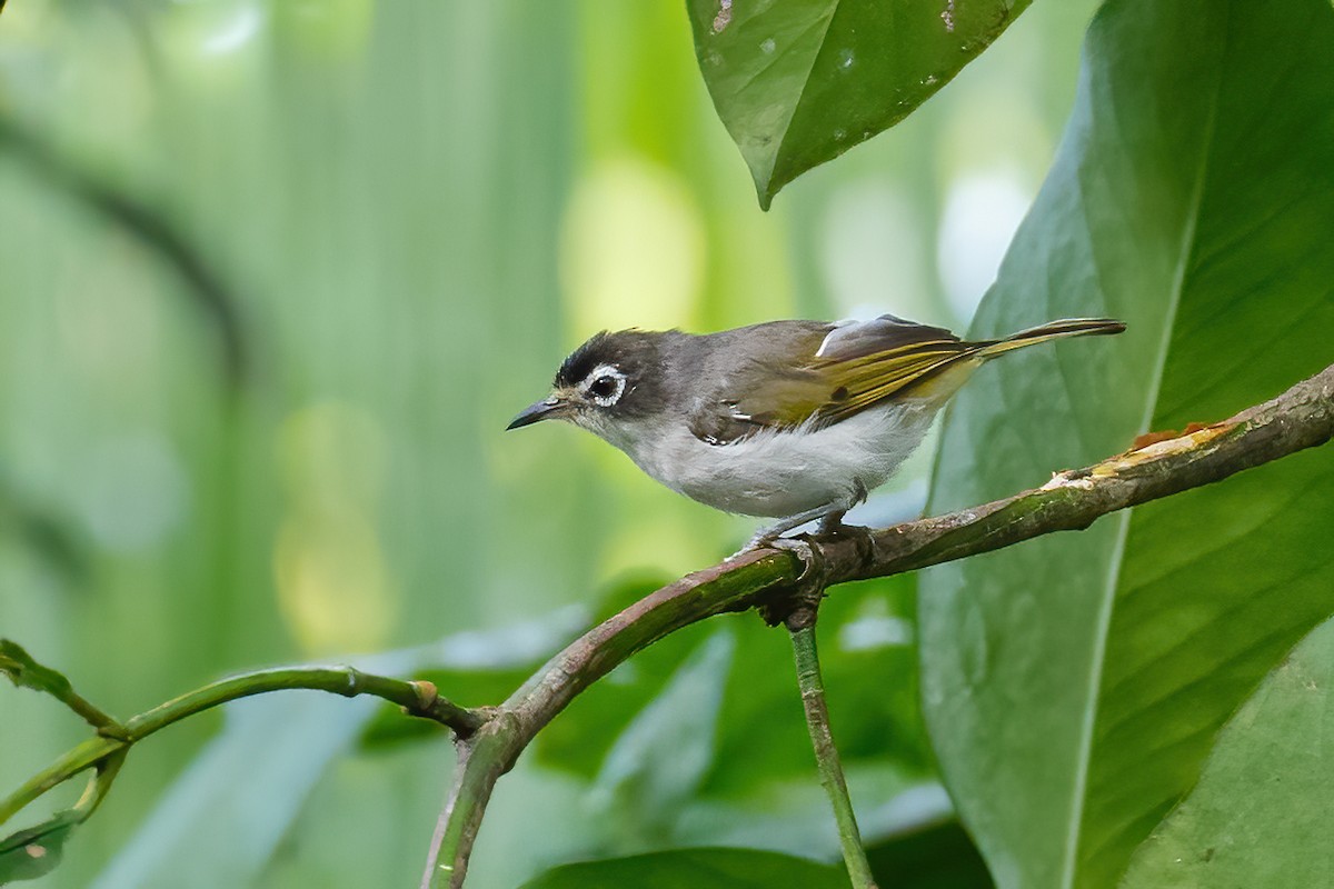 Morotai White-eye - ML627458951
