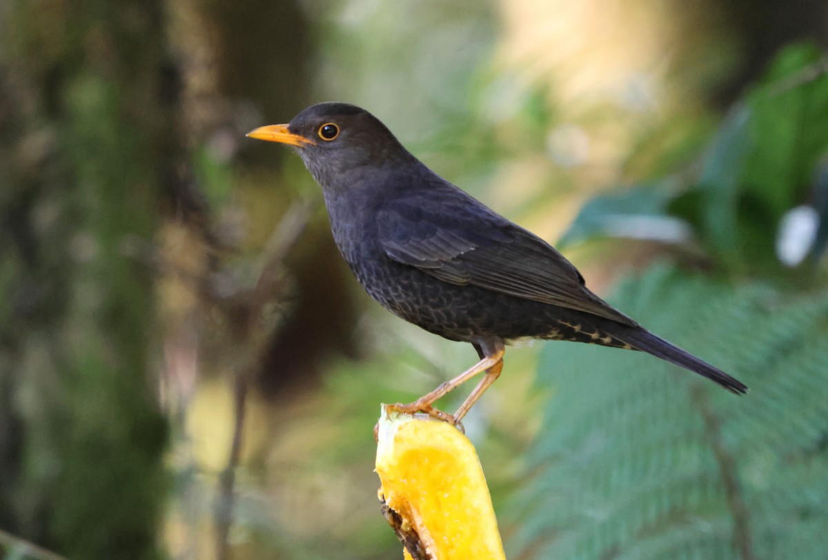 Papuan Island-Thrush - ML627459028