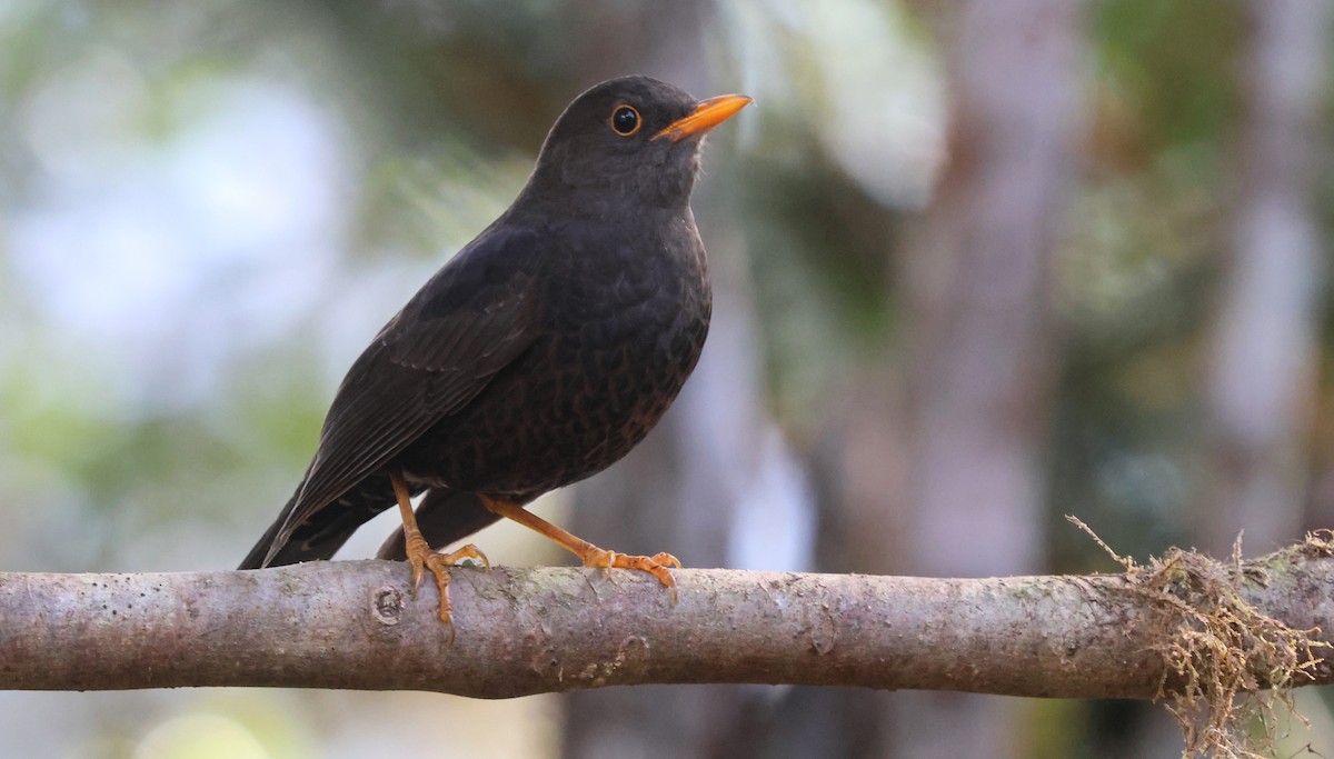 Papuan Island-Thrush - ML627459029