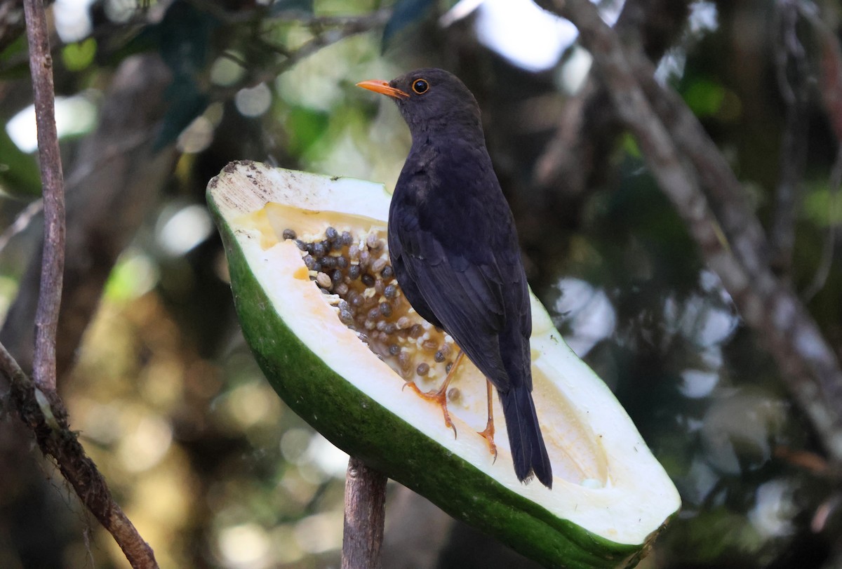 Papuan Island-Thrush - ML627459030