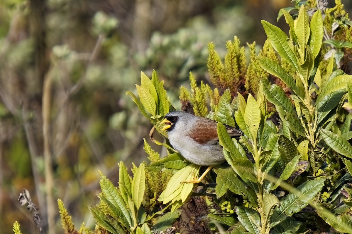 Rufous-backed Inca-Finch - ML627459120