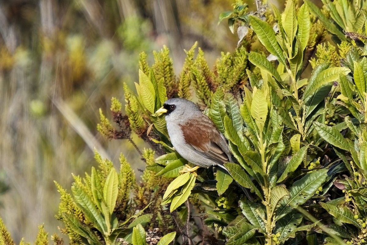 Rufous-backed Inca-Finch - ML627459121