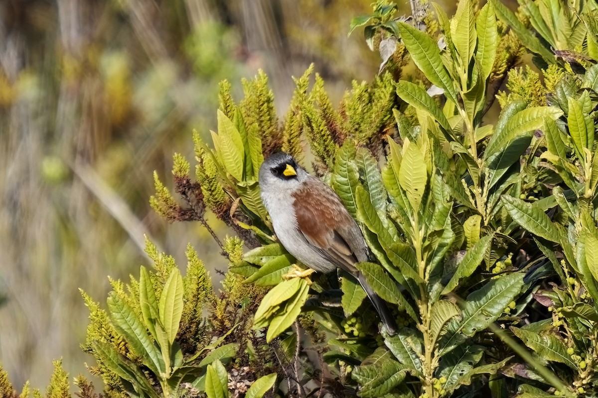 Rufous-backed Inca-Finch - ML627459125