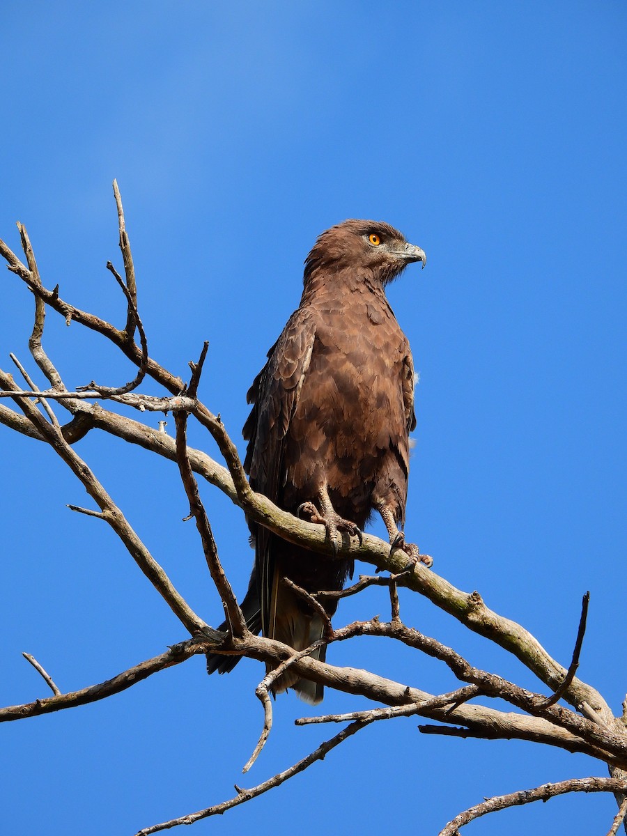 Brown Snake-Eagle - ML627459207