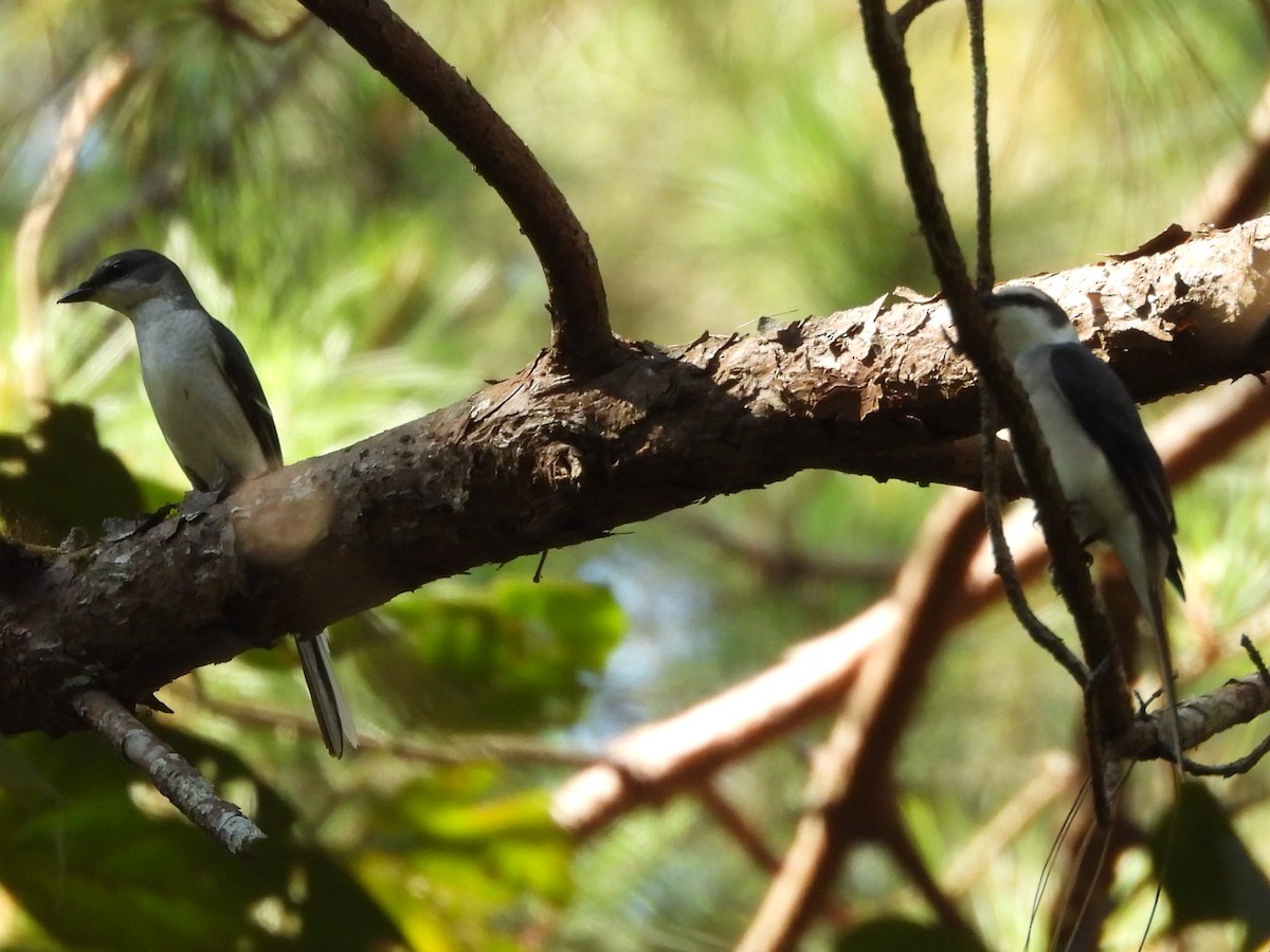 Brown-rumped Minivet - ML627459237