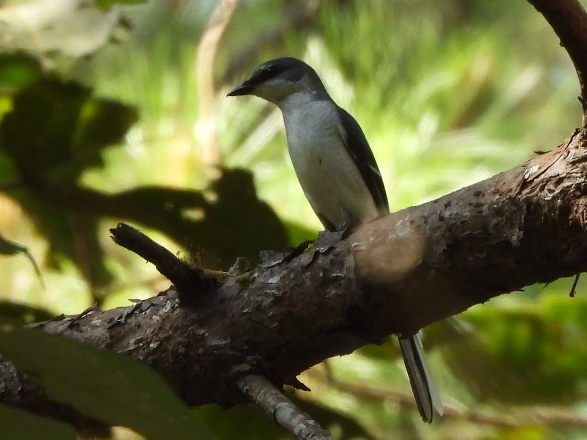 Brown-rumped Minivet - ML627459241