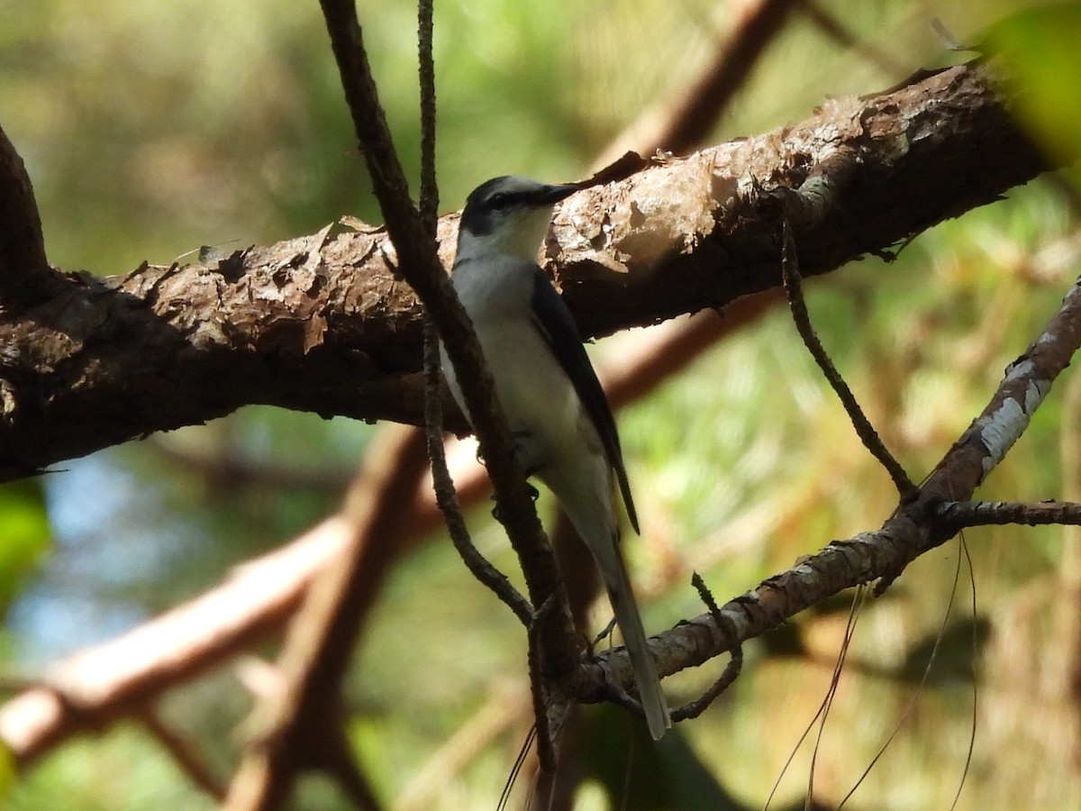 Brown-rumped Minivet - ML627459242