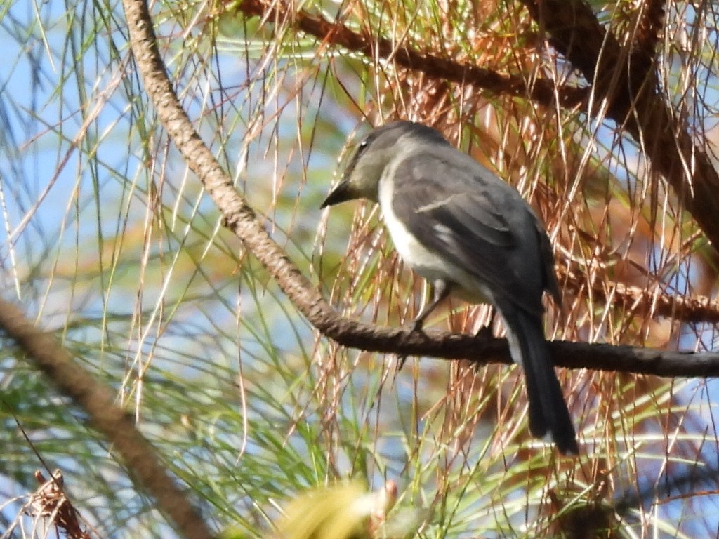 Brown-rumped Minivet - ML627459252