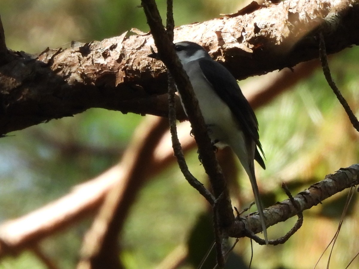 Brown-rumped Minivet - ML627459255