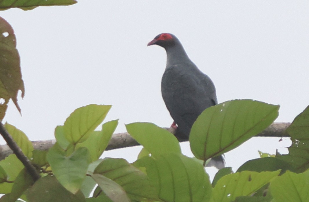 Papuan Mountain-Pigeon - ML627459290