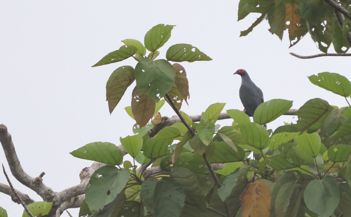 Papuan Mountain-Pigeon - ML627459291