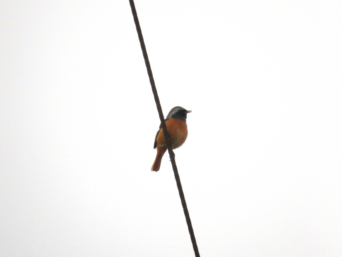 Daurian Redstart - ML62745931