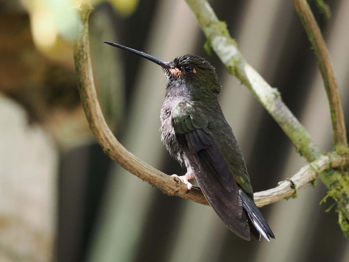 Israel Breeding Bird Atlas Checklist - 1 Dec 2024 - The Birdwatcher's ...