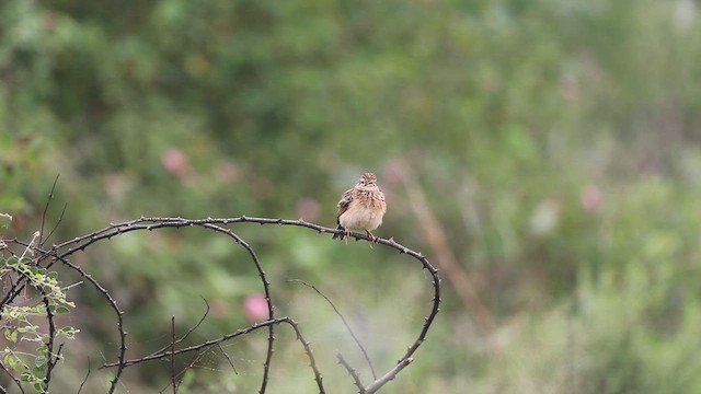Jerdon's Bushlark - ML627459548