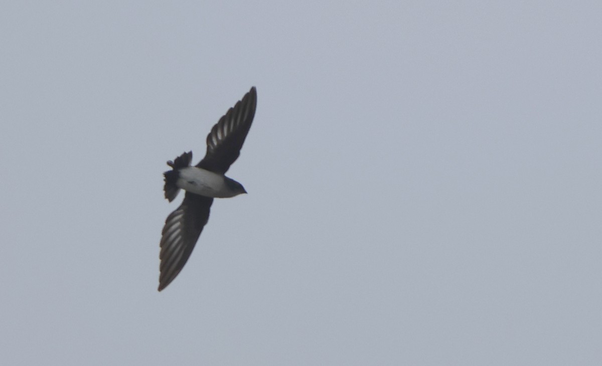 Papuan Spinetail - ML627459774