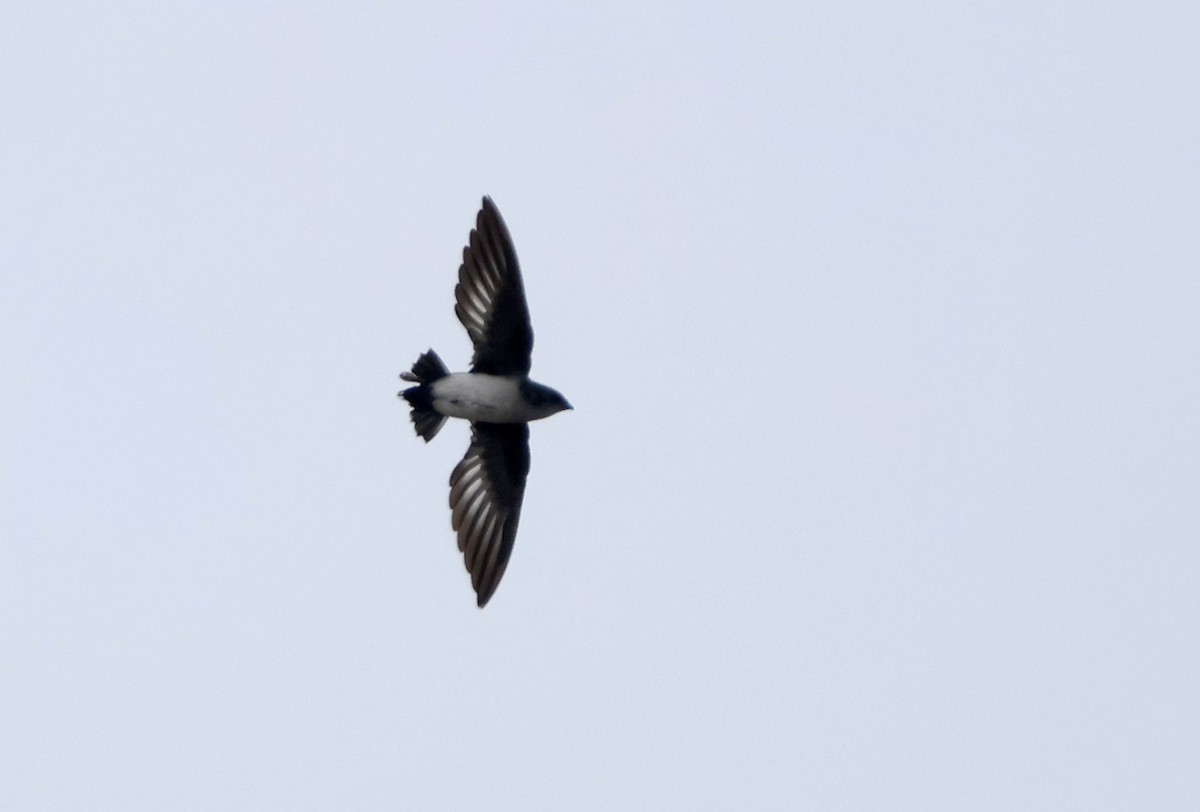 Papuan Spinetail - ML627459775