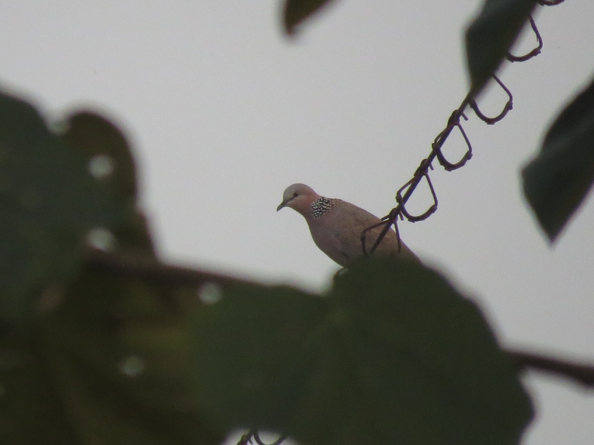 Spotted Dove - ML62745981