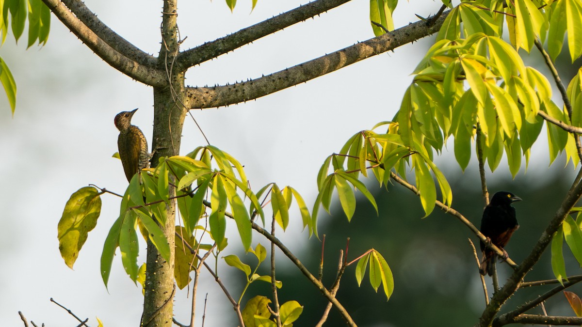 Green-backed Woodpecker (Little Green) - ML627459990