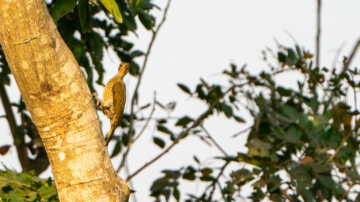 Green-backed Woodpecker (Little Green) - ML627459991