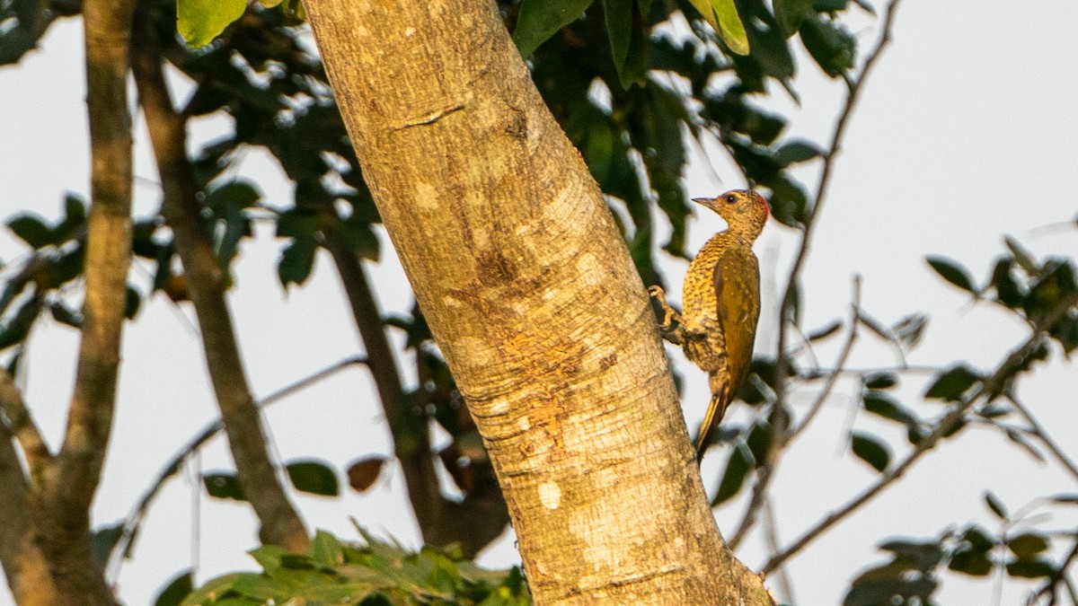 Green-backed Woodpecker (Little Green) - ML627459992