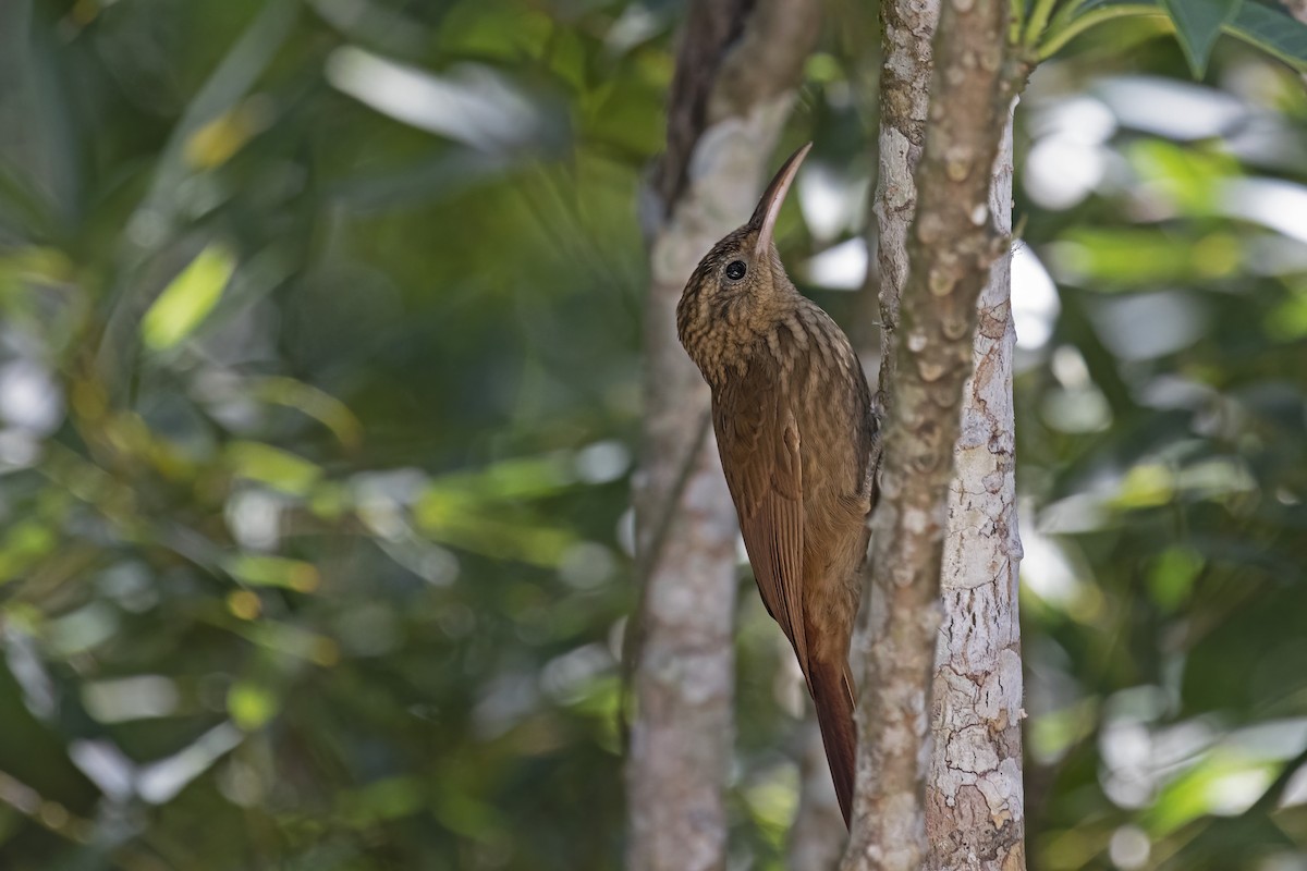 Ceara Woodcreeper - ML627460114