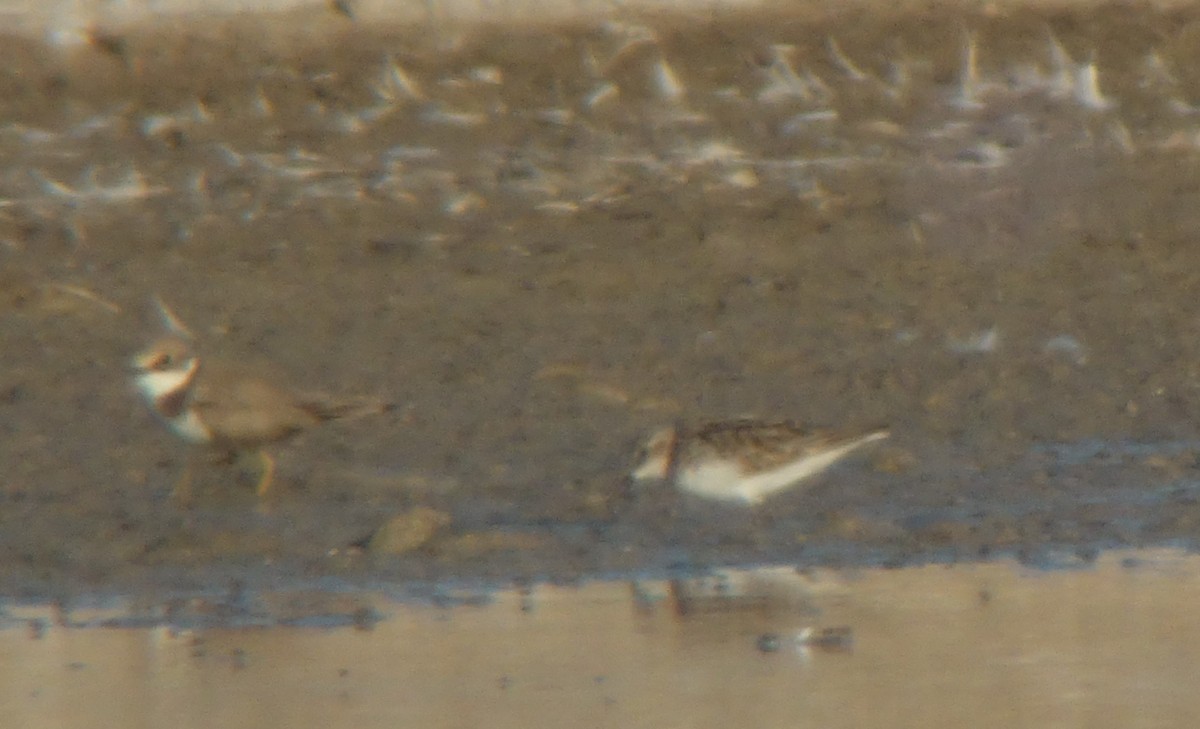 Semipalmated Sandpiper - ML627460359