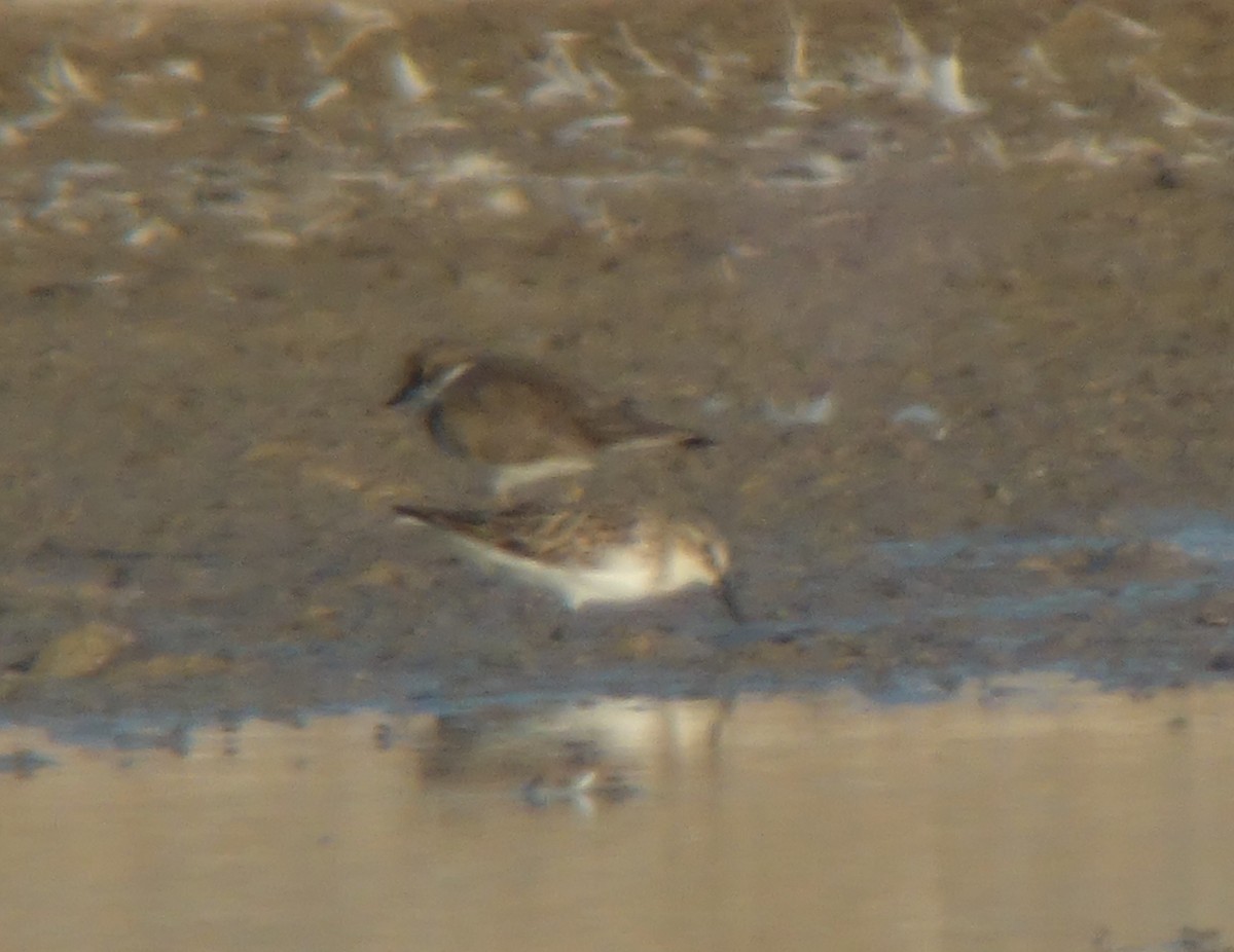 Semipalmated Sandpiper - ML627460362