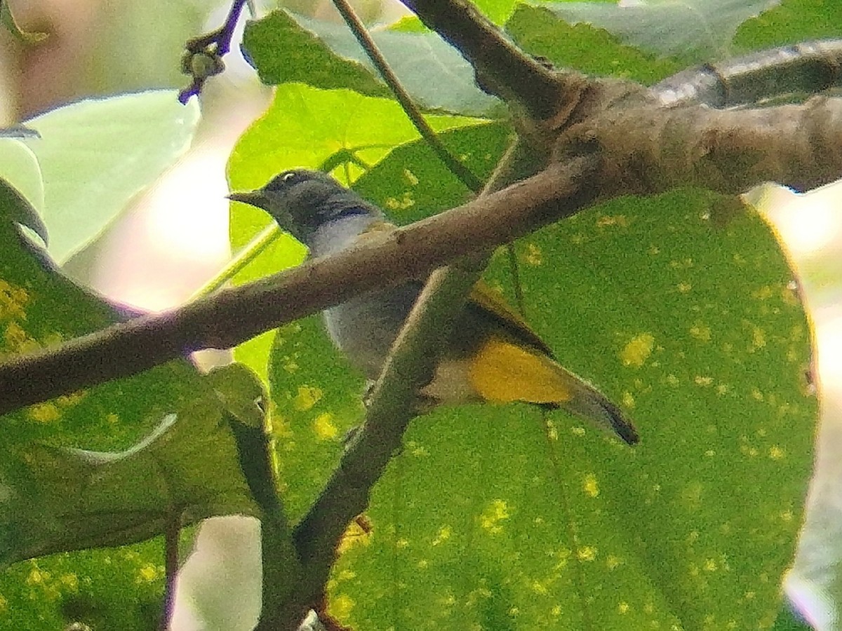 Gray-bellied Bulbul - ML627460539