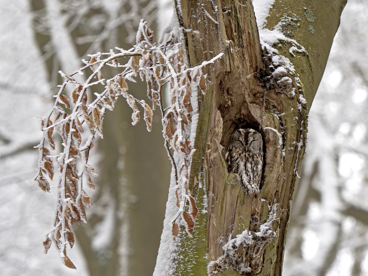 Tawny Owl - ML627460557