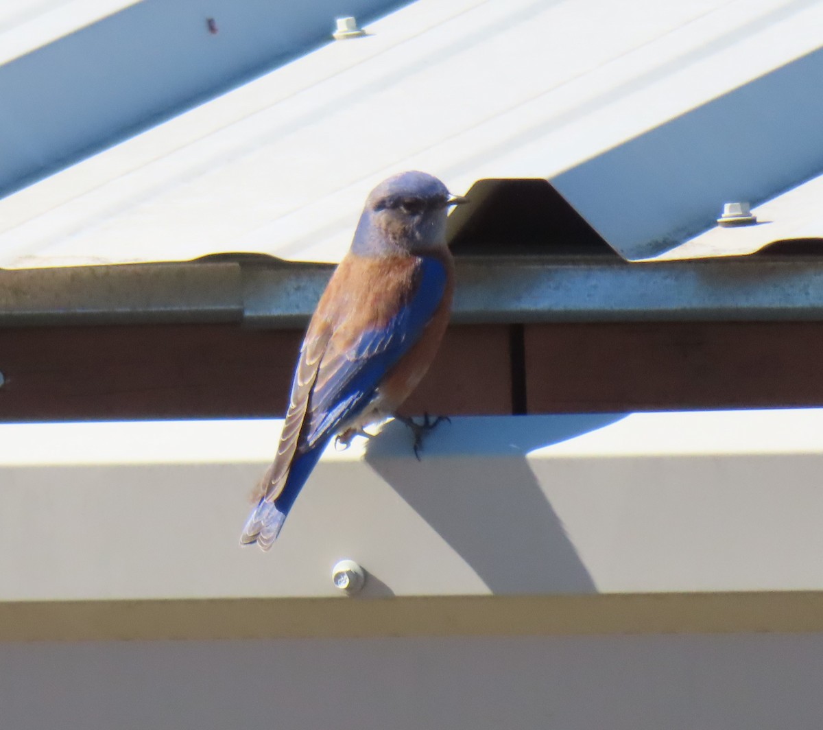 Western Bluebird - ML627460607