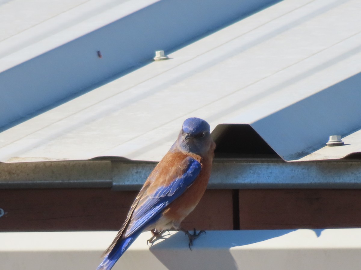 Western Bluebird - ML627460608